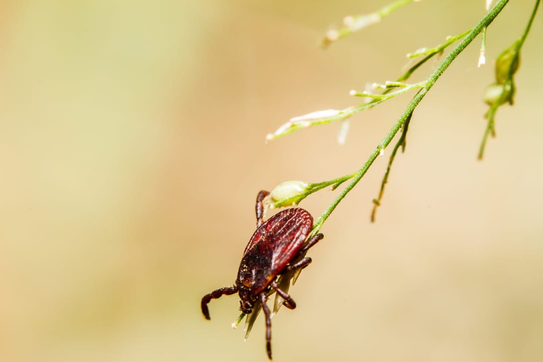 The Life Cycle of a Tick (And Why It Matters to You)