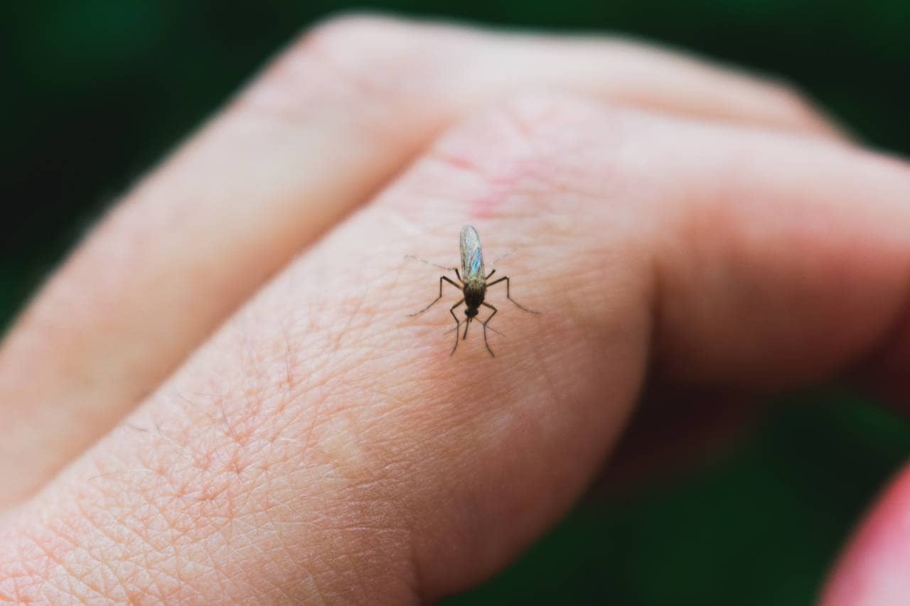 What is the Difference Between a Mosquito and a Tick?