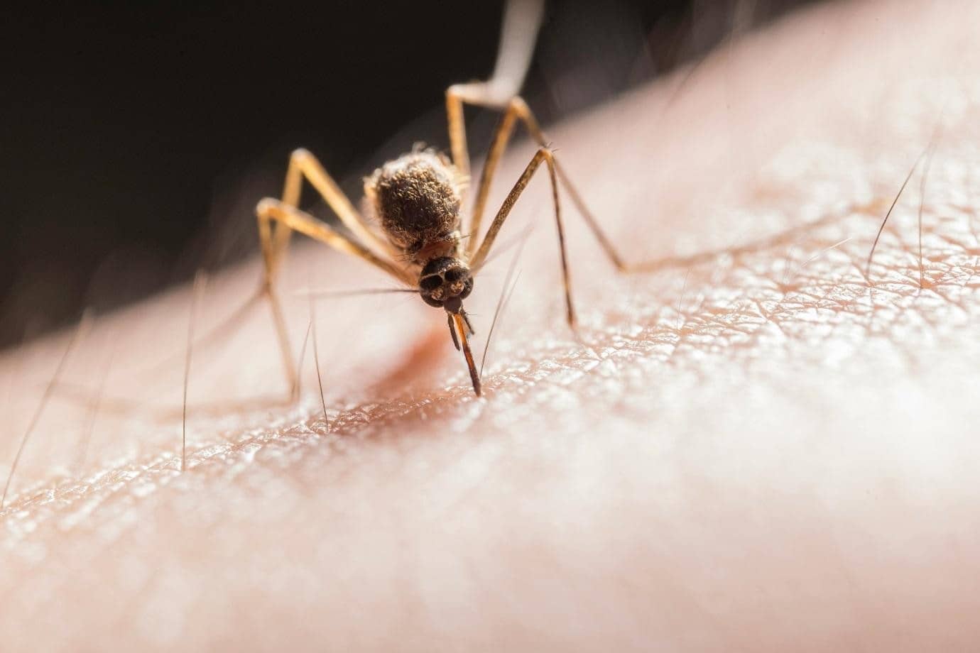5 Common Myths About Mosquito Stop Debunked